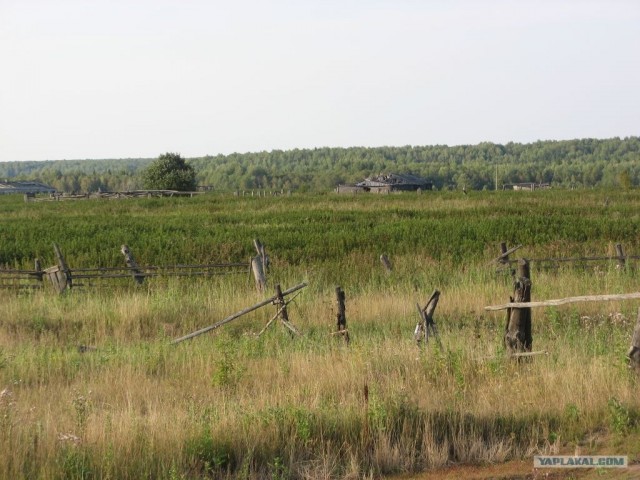 Тайга на двоих