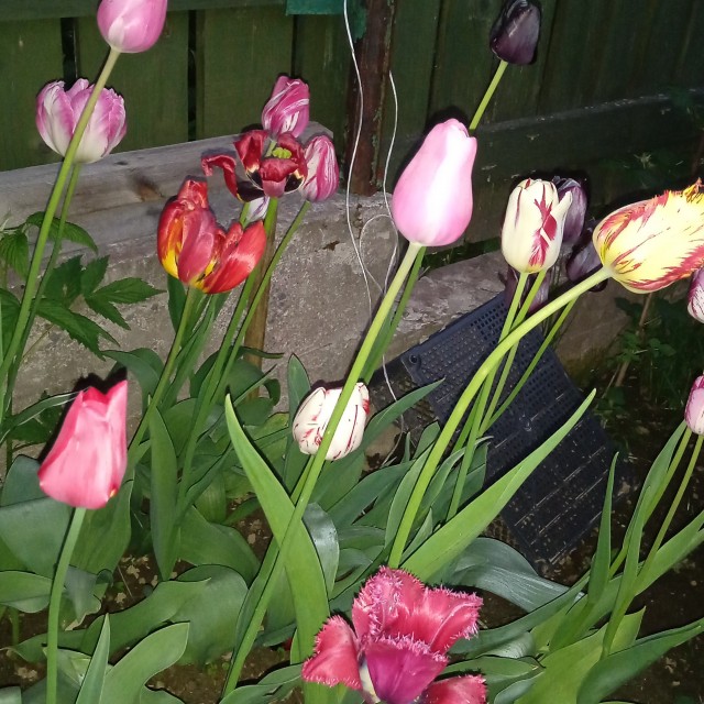 Ух! В «Сокольниках» ажиотаж. Там проходит акция «Вторая жизнь тюльпана»