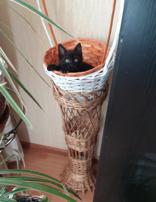 Пришел хозяин. Пятым будет