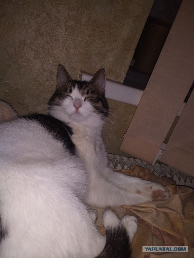 Котовторник, пополнение