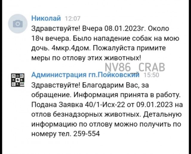 Житель ХМАО предложил деньги за шкуры убитых собак. Животные напали на его дочь