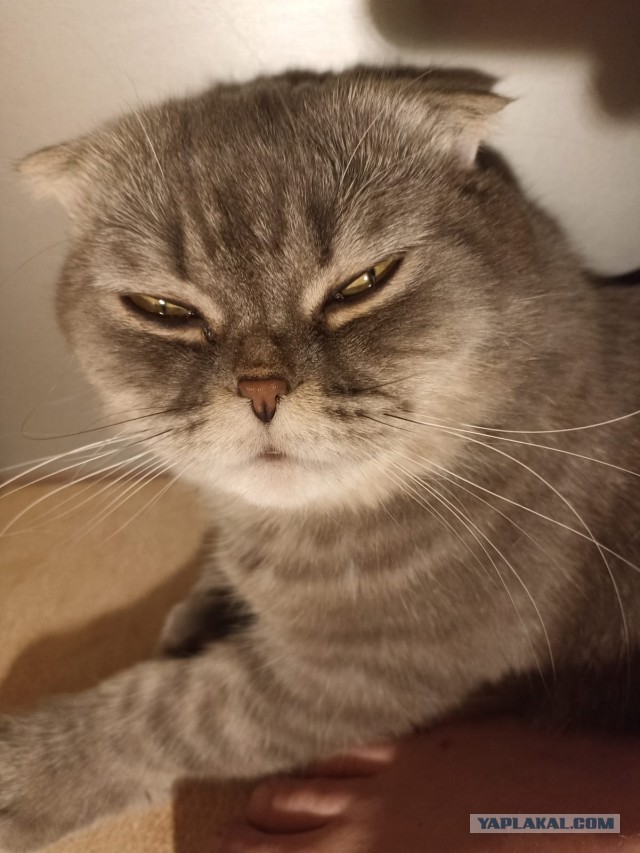 Коточетверг!