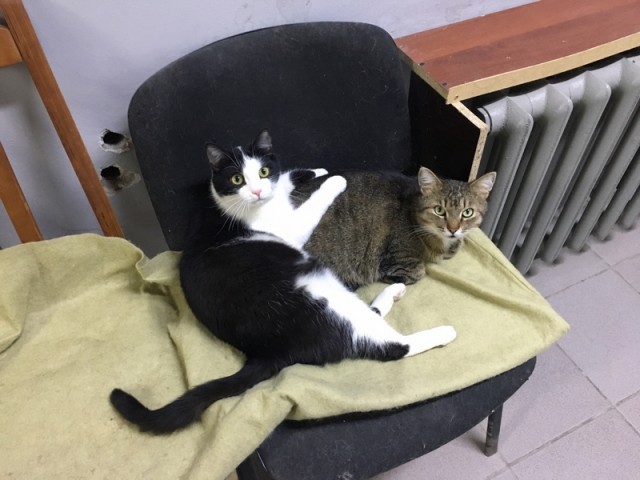 Сегодня всемирный день кошек!
