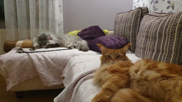 Котодонор