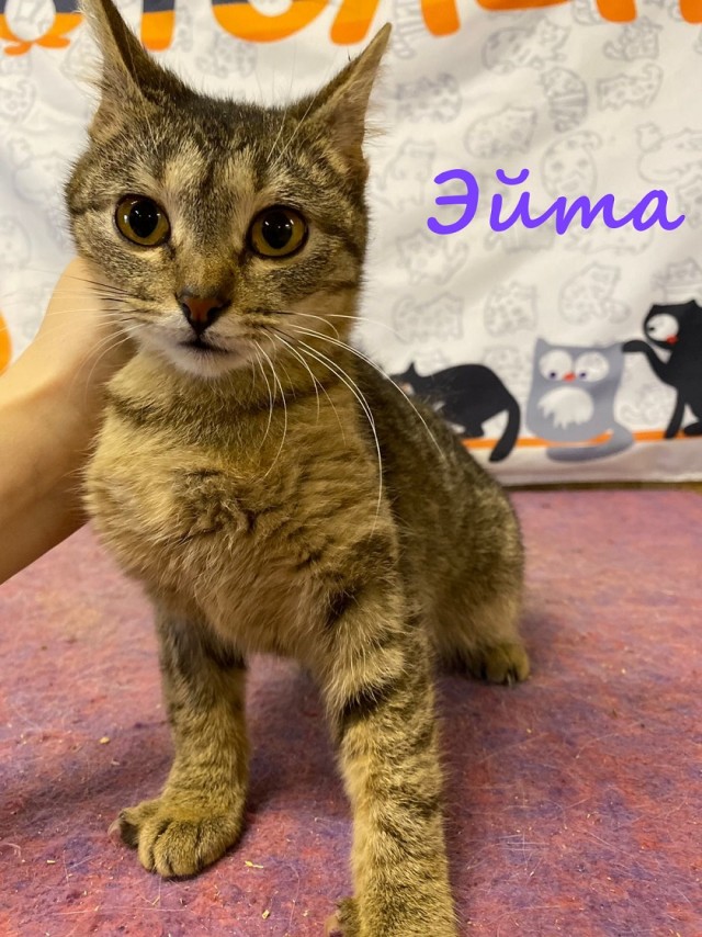 Жизнь домашнего приюта "Котоленд" 385