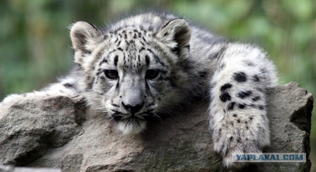 Красота диких кошек