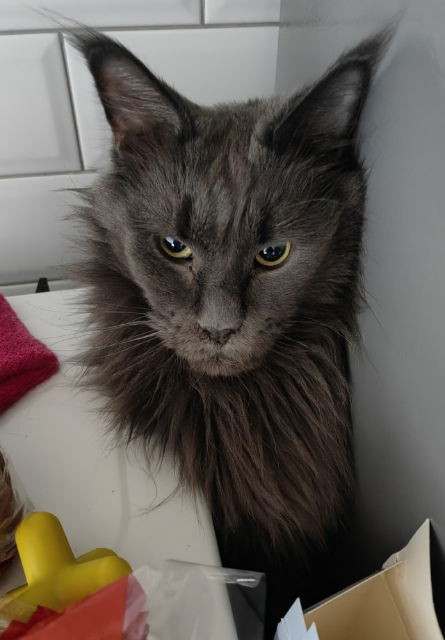 Не только котовторник, а еще и Всемирный день кошек!
