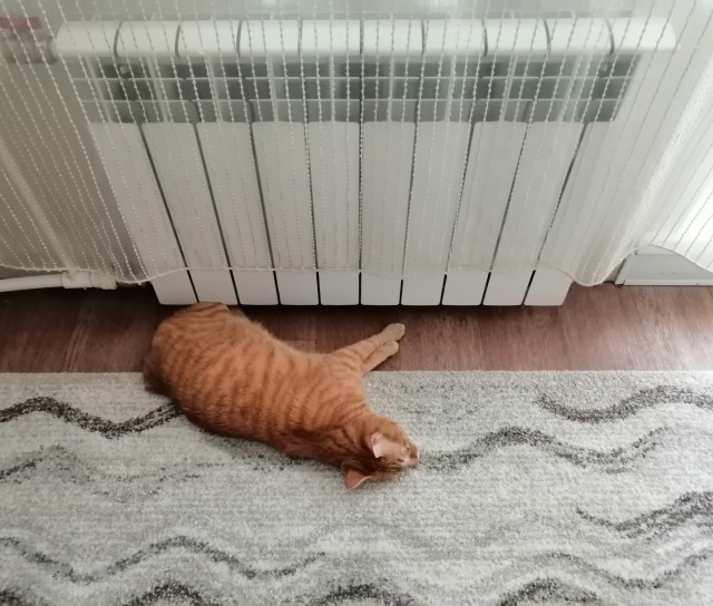 Позы для сна у кошек - что они означают?