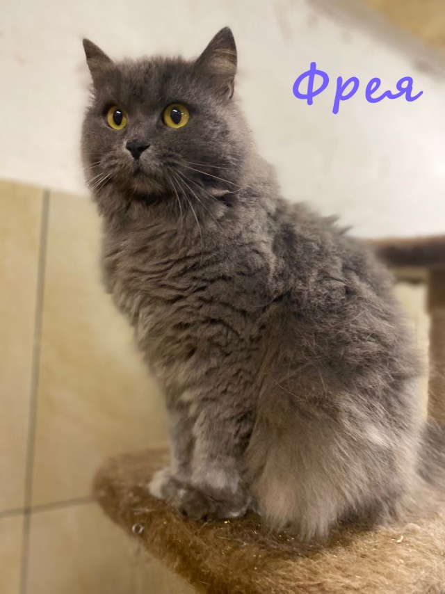 Жизнь домашнего приюта "Котоленд" 413