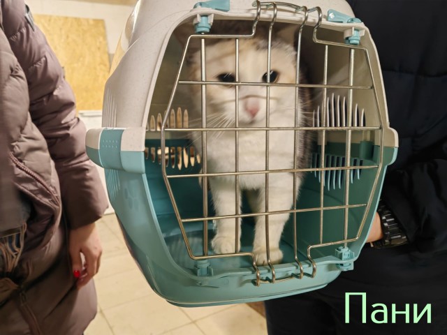 Жизнь домашнего приюта "Котоленд" 428