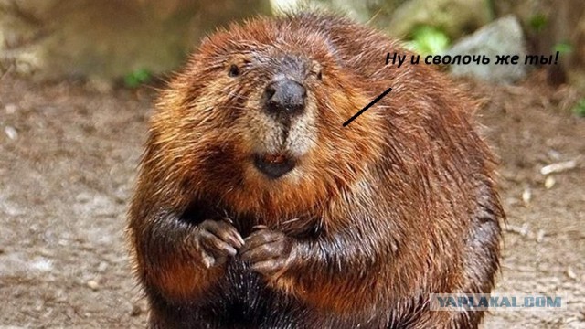 Польские электрики
