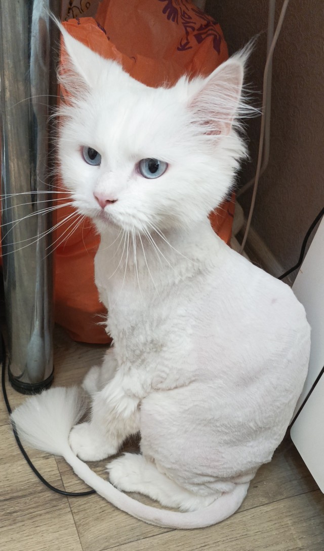 Теперь и мы - участники котовторника!
