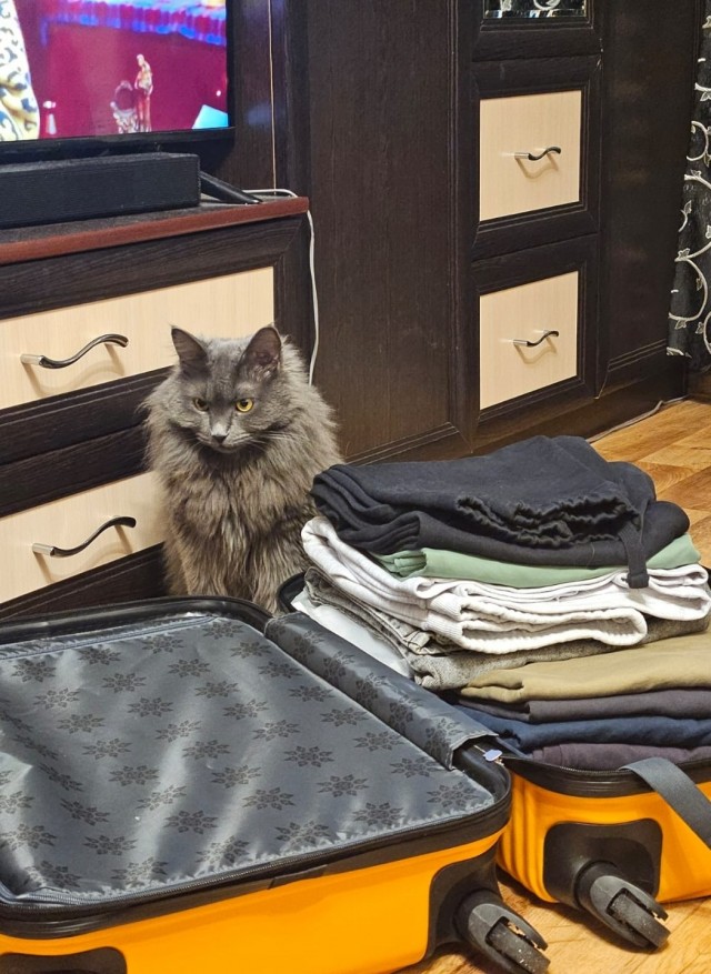 Котовторник в картинках