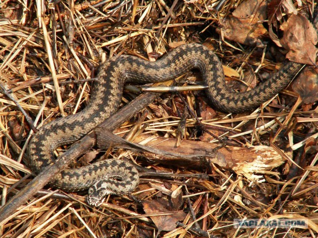 Сплав на катамаранах