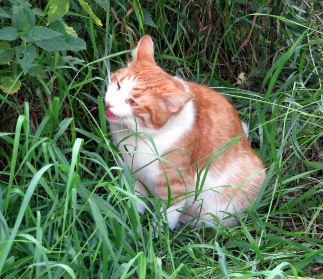 Котовторник