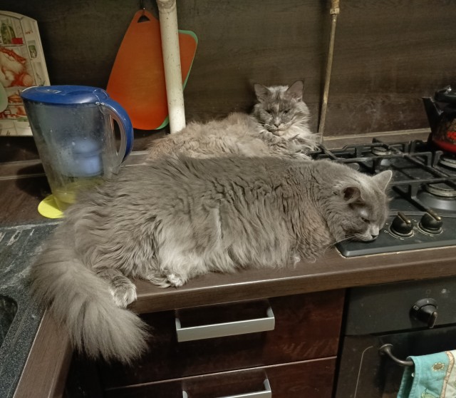 Котовторник 05/11/2024