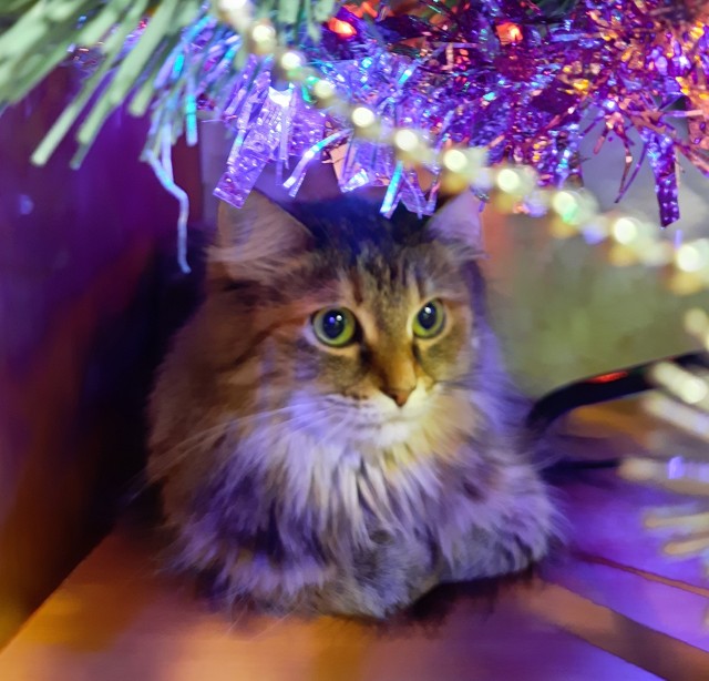 Кошачье-новогодняя сказка...