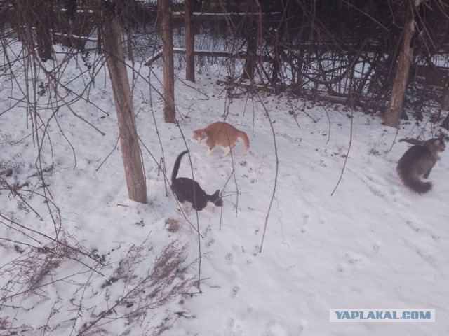 Жизнь домашнего приюта для котеек 537