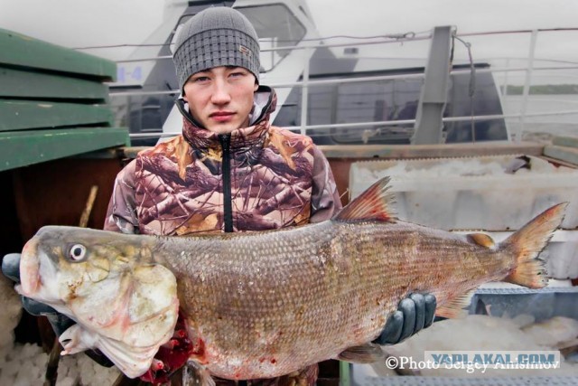 Красота! Лето на Ямале. Фото