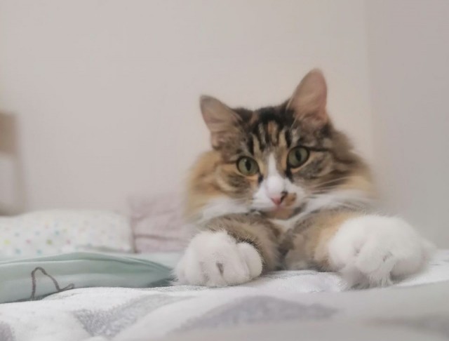 Смешные коты, которые бы победили на конкурсе абсурдных фотографий