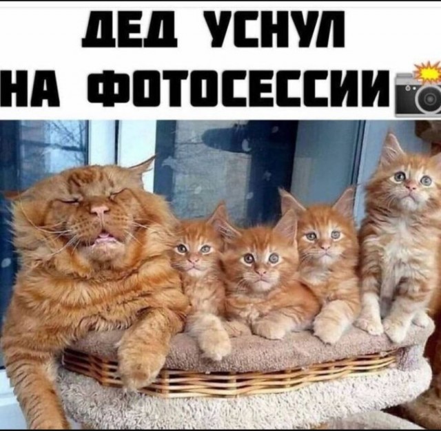 Веселое настроение в картинках (10.07.25)