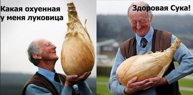 Садовод из Подмосковья вырастил пятикилограммовую луковицу