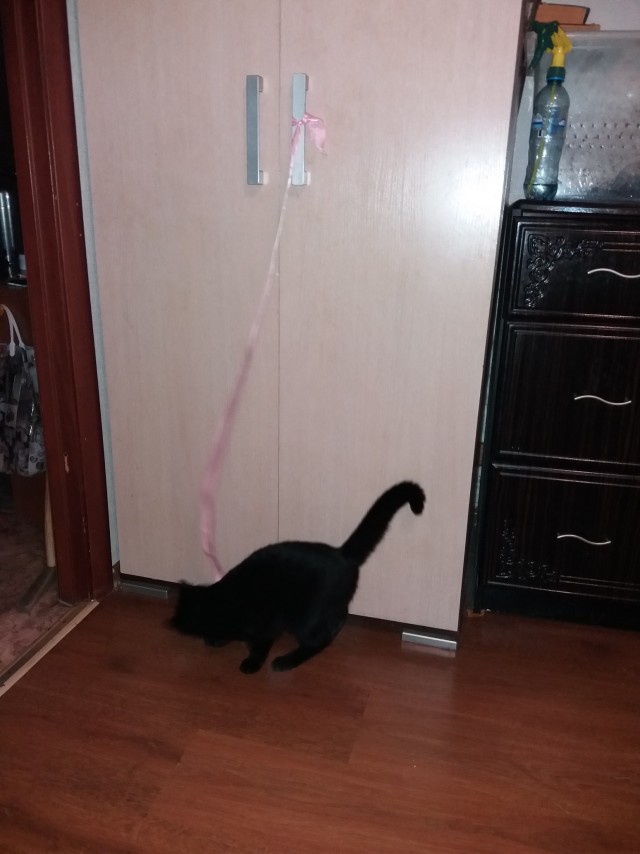Чёрный котовторник