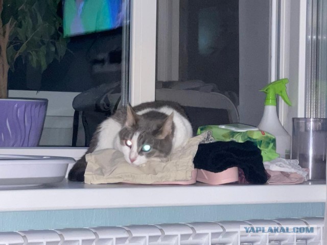 Красивых кошачьих глаз тред