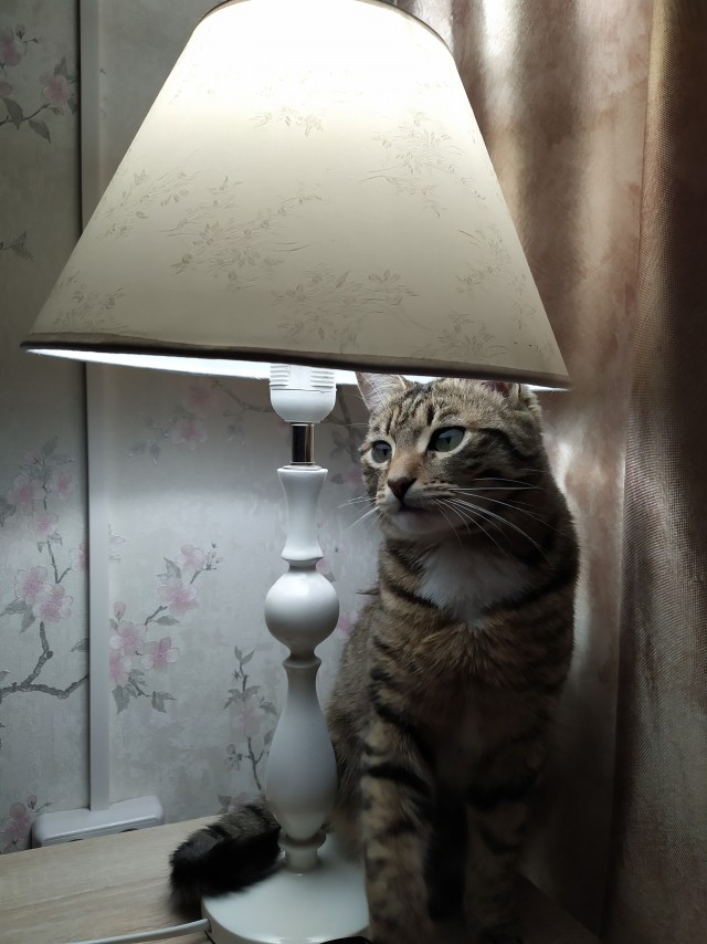 Кот под лампой.