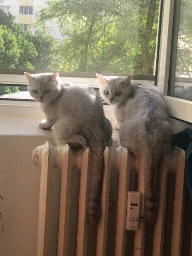 Чутка кошек