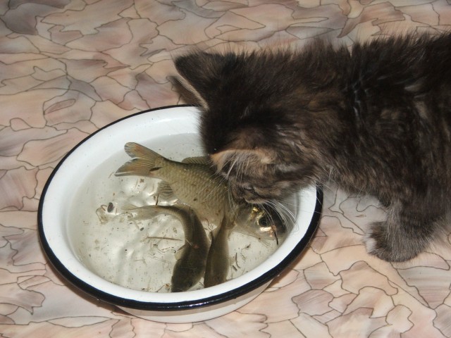 Котовторник же!