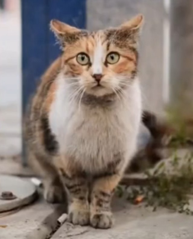 Уличные фотографы Турции придумали новый жанр фотографии - котопортрет.