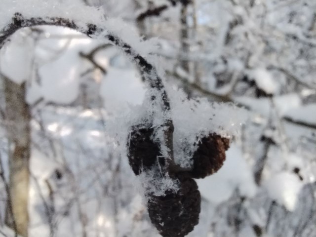 «Мороз и солнце; день чудесный!»