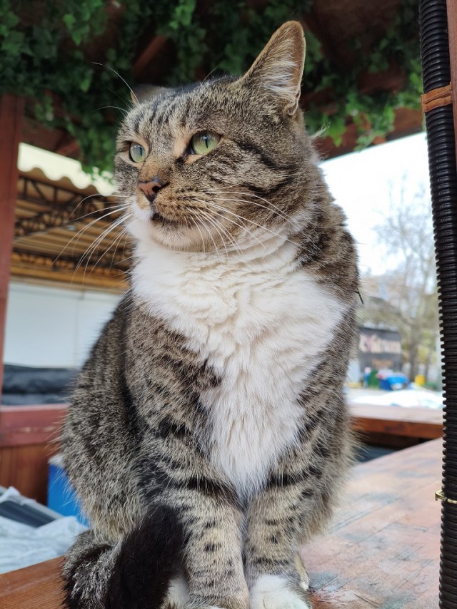 Уличные котики