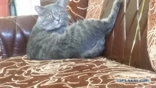 В честь котовторника