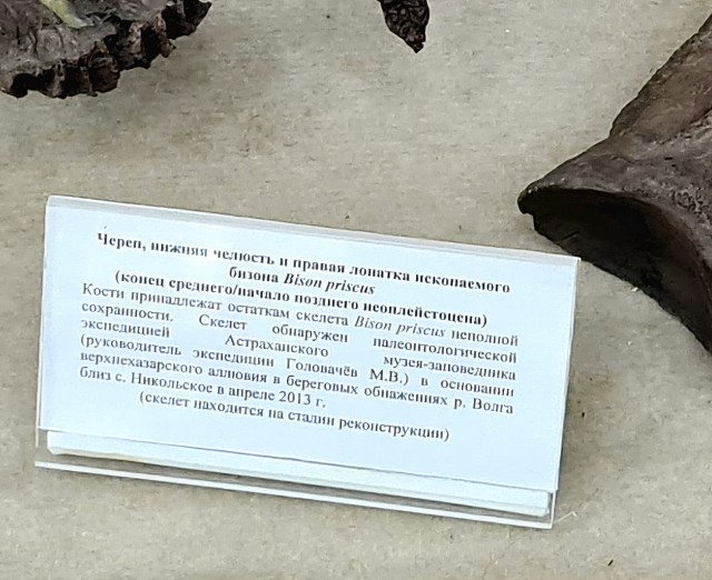 Снежный барс из японского зоопарка впервые осознал, что существуют кошки крупнее него