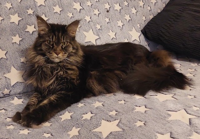 Котята Мейн куны