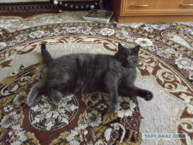 Монстр КОТ