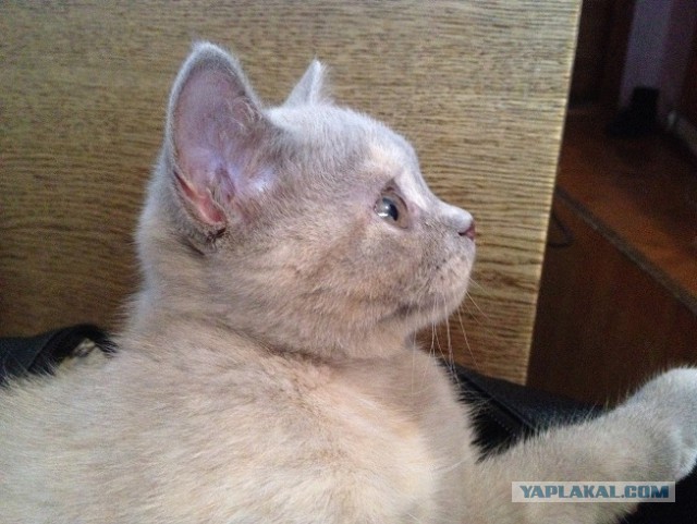 Котовторник  28.01.14