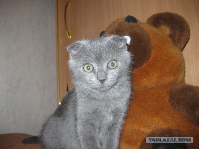 Котовторник 04.03.2014