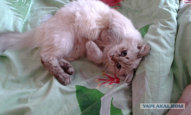 С Котовторником!