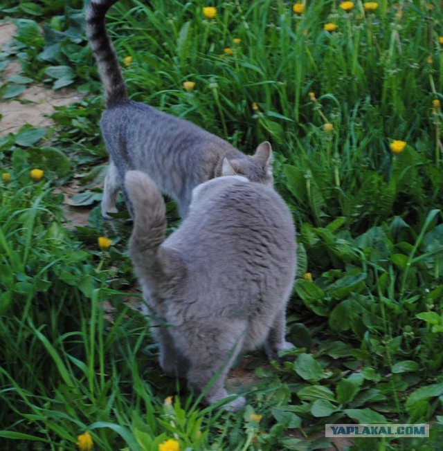 Котовторник 20.05.2014