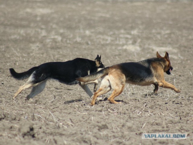 Собачки: русская борзая