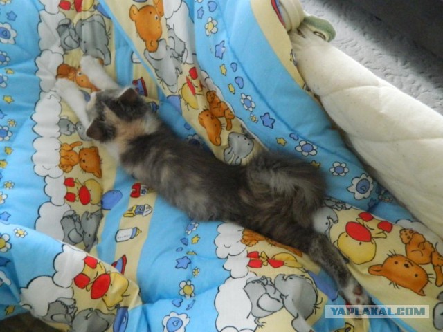 Котовторник  08.07.2014