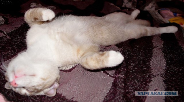 Котовторник 09.09.2014