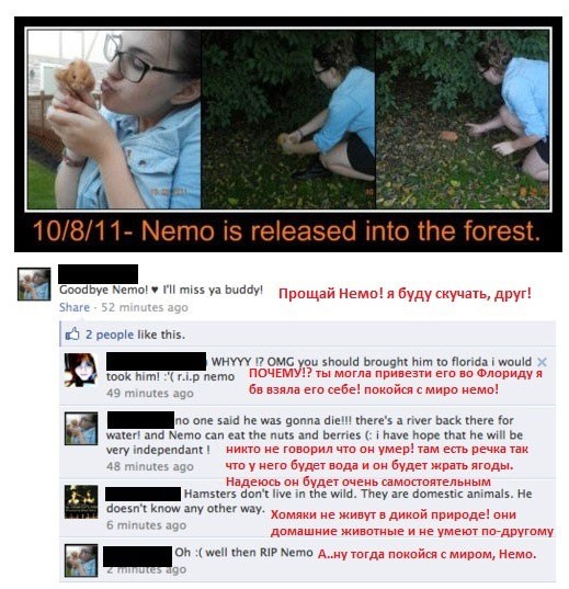 Домашний хомяк и дикая природа