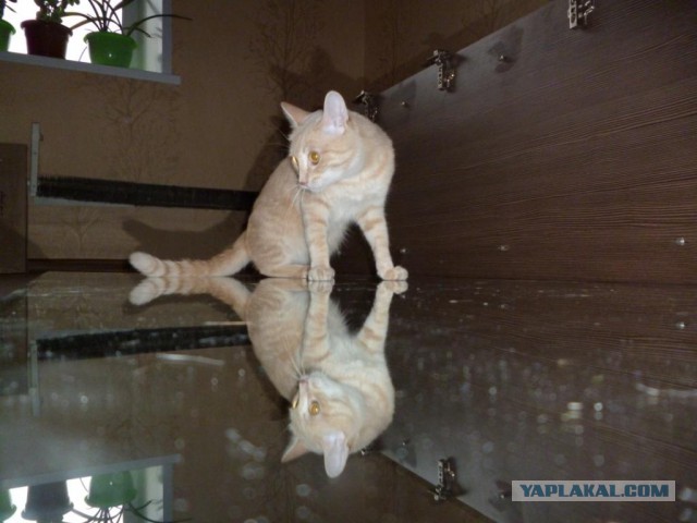 Котовторник 21.10.2014