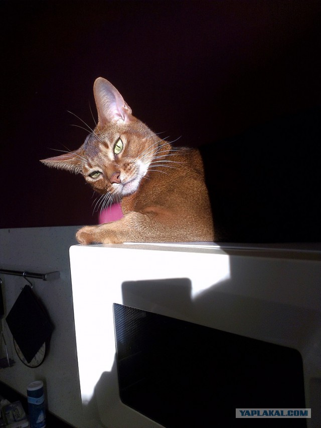 Котовторник 20.01.2015