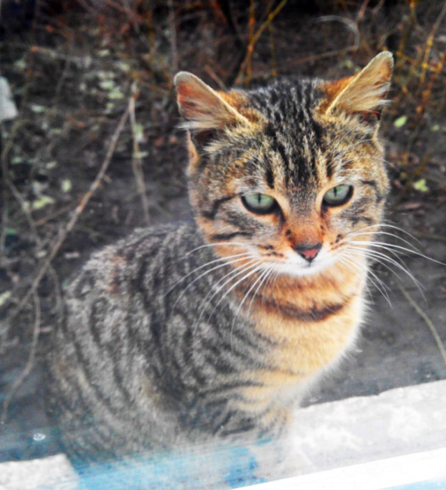 Котовторник