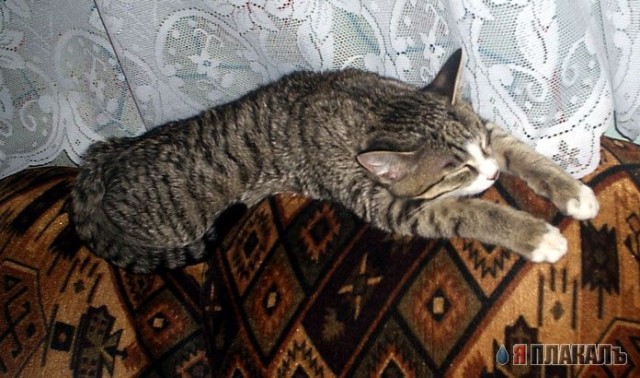 Коты, кошки, котята